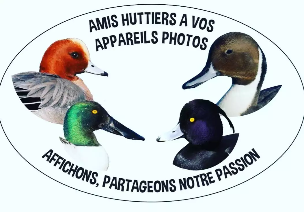 Grand Sticker Amis Huttiers